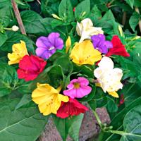 Csodanövény Mirabilis Jalapa 3 gumó