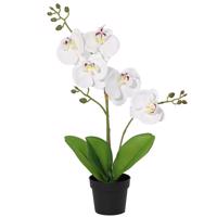 Művirág fehér orchidea cserépben 40 cm